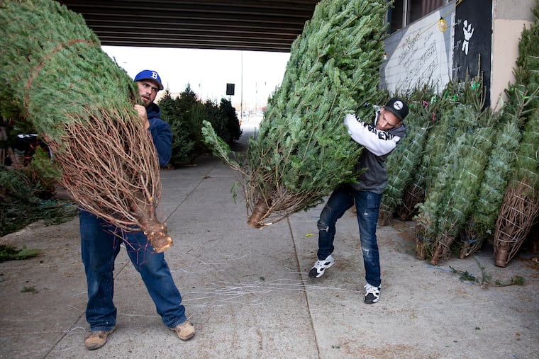 Rob Felker, 34, of South Philadelphia, slams a Christmas tree to unveil the size and branches for customers to see the tree they picked out in late November. Now that the holiday has passed, there are many creative ways to re-purpose and recycle the trees.