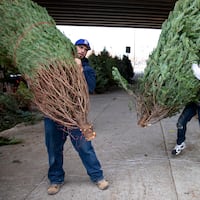 Rob Felker, 34, of South Philadelphia, slams a Christmas tree to unveil the size and branches for customers to see the tree they picked out in late November. Now that the holiday has passed, there are many creative ways to re-purpose and recycle the trees.