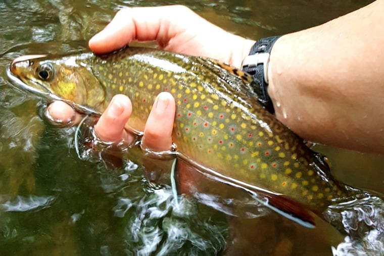 An Eastern brook trout. Officials from New Jersey, Pennsylvania and New York received a $3.5 million federal grant to help restore the species.