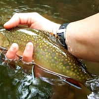 An Eastern brook trout. Officials from New Jersey, Pennsylvania and New York received a $3.5 million federal grant to help restore the species.